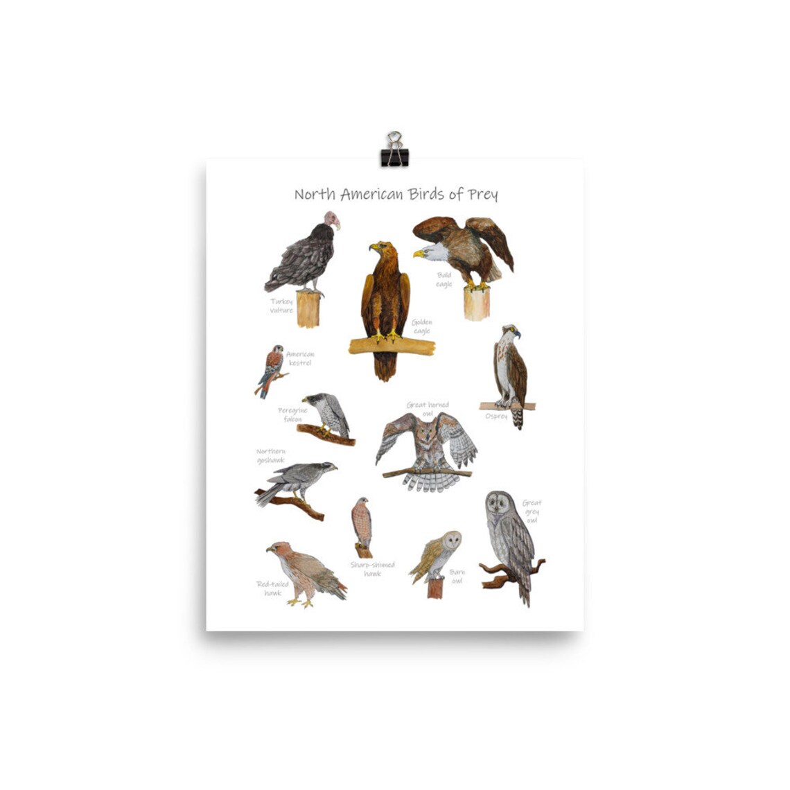 Birds of Prey Classroom Poster: Printable Watercolor Art Print | Etsy UK