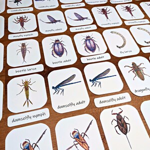 Aquatic Macroinvertebrates Three-part Cards: 23 Illustrated Flashcards ...