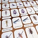 Aquatic Macroinvertebrates Flashcards: Ecology Study Printables (PDF ...