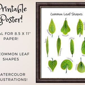 Leaf Shapes: Printable Classroom Poster, Types of Leaves, Nature Study ...