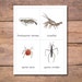Aquatic Macroinvertebrates Flashcards: Ecology Study Printables (PDF ...