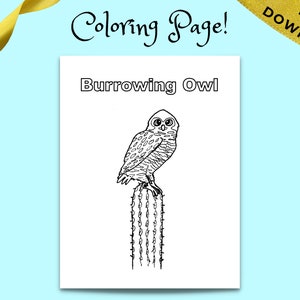 Burrowing Owl Coloring Page: Owl on Cactus Printable Coloring - Etsy
