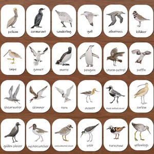 Carte in tre parti degli uccelli marini e degli uccelli costieri: flashcard sulla nomenclatura, scuola a casa, scuola Montessori, scuola forestale, studio della natura, uccelli oceanici