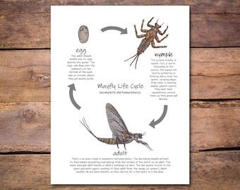 Mayfly Life Cycle Poster: insect metamorphosis, printable classroom poster, fly fishing art, science diagram