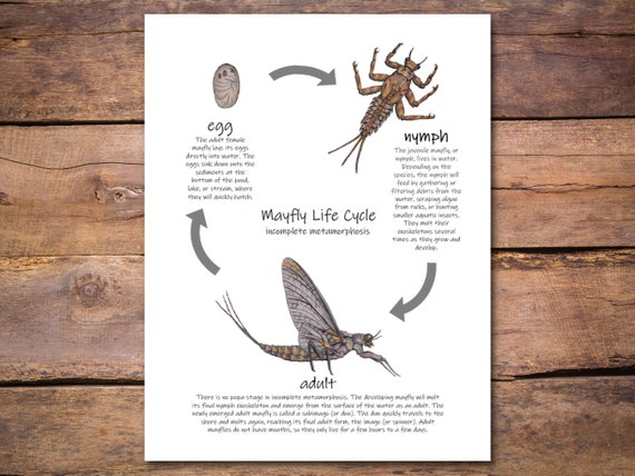 Insect Life Cycle Diagram