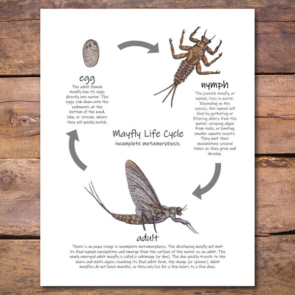 Mayfly Life Cycle Poster: insect metamorphosis, printable classroom poster, fly fishing art, science diagram