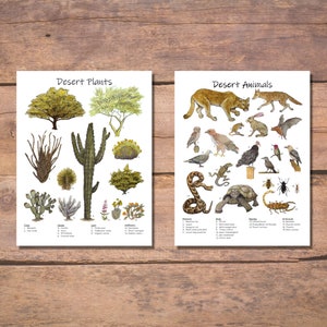 Desert Animals and Desert Plants: classroom poster set, homeschool decor, nature study, Sonoran Desert, Saguaro National Park flora & fauna