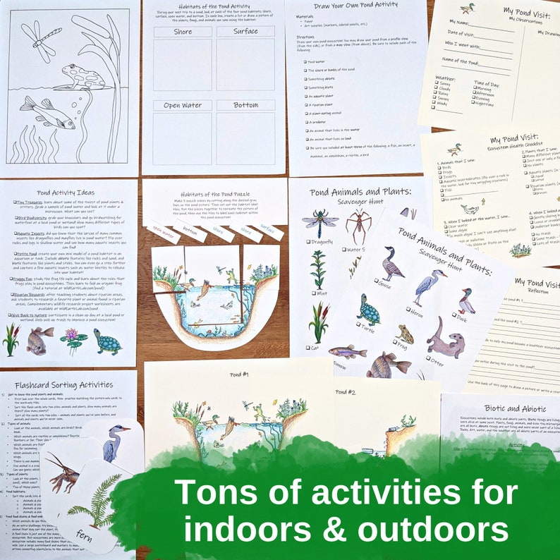Pond Ecology Unit: HUGE collection of printable ecosystem learning materials, pond animals, pond food webs, assessing ecosystem health image 8
