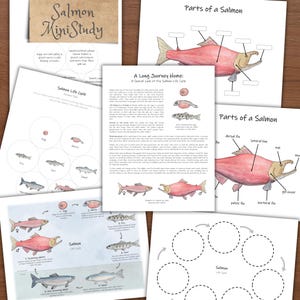 May include: A collection of educational materials about salmon, including diagrams of the salmon life cycle and labeled illustrations of salmon anatomy. The materials feature handwritten text and watercolor-style illustrations, with the title "Salmon Mini Study".