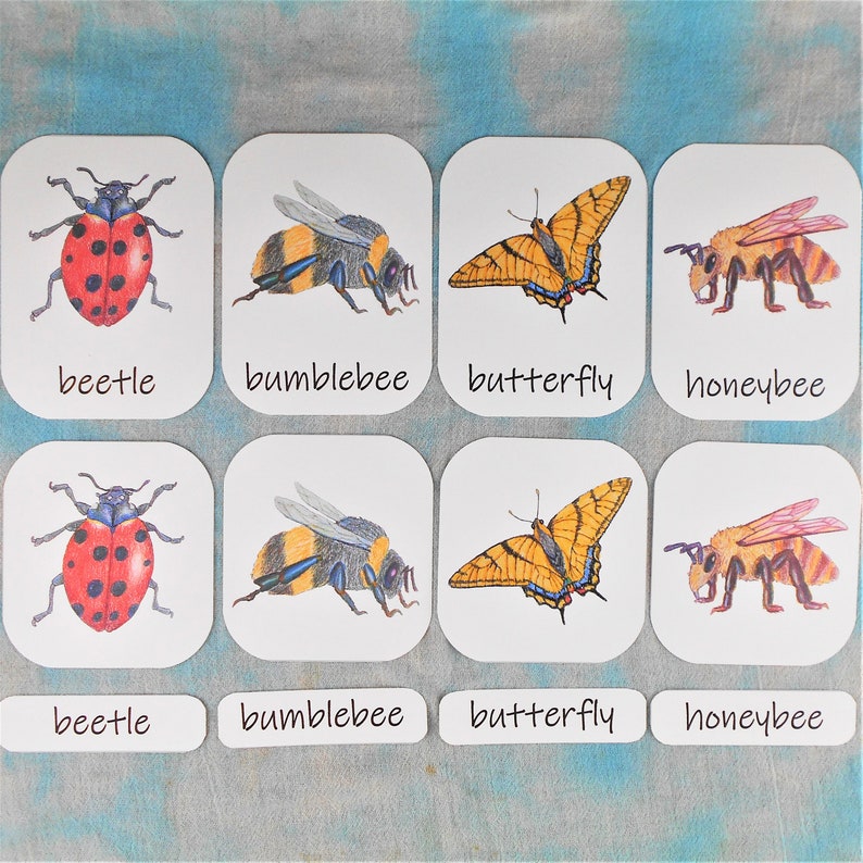 Flash Cards Pollination Pollination Mini Study: Classroom Posters & 3-part Cards (PDF Download ...