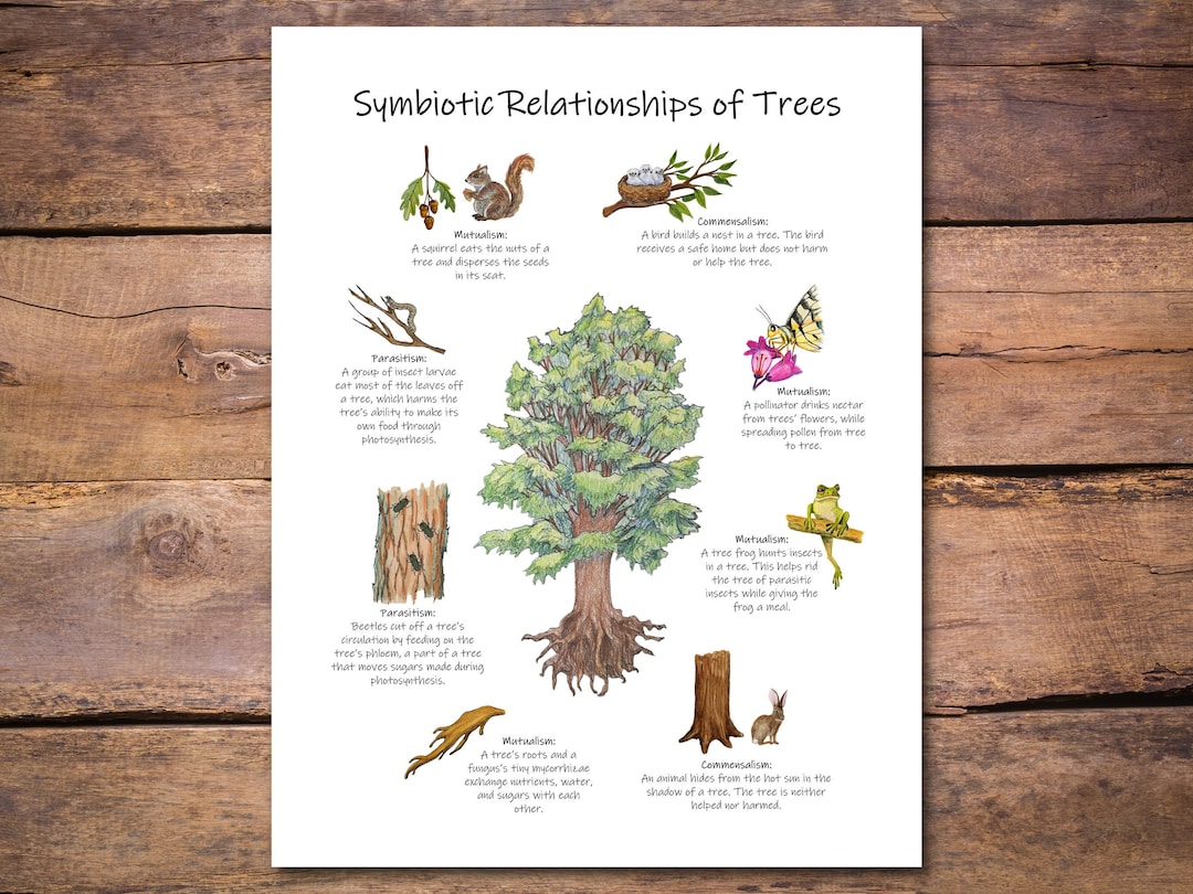 Symbiotic Relationships Poster Teaching Poster Great For Il 1080xN.4126705738 13mt