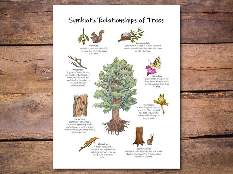 May include: A colorful illustrated poster depicting different types of symbiotic relationships between trees and other organisms. The poster features a large tree with roots and branches, with various animals and insects interacting with the tree. The poster includes text describing each relationship, such as "Mutualism", "Parasitism", and "Commensalism".