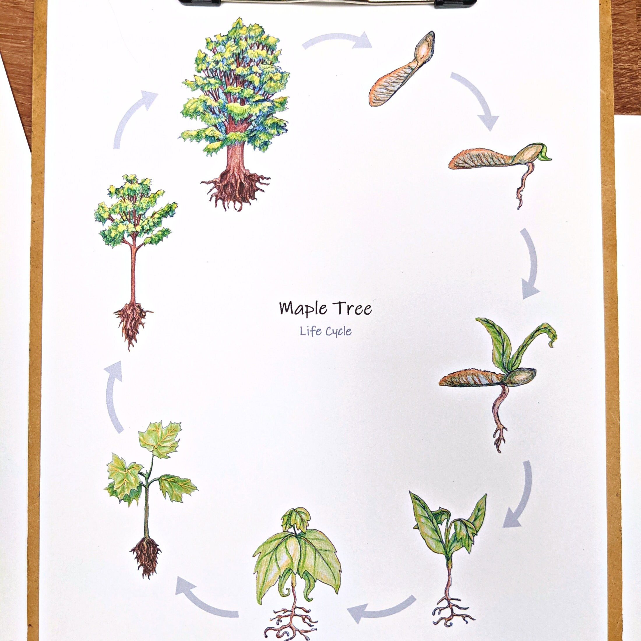 Maple Tree Life Cycle Mini Study Tree Life Cycle Worksheet, Classroom