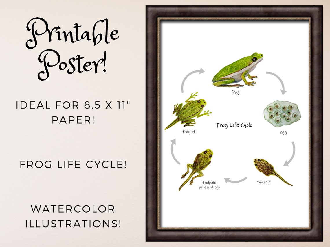 Frog Life Cycle Poster: Printable Classroom Decor Homeschool - Etsy
