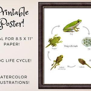 Frog Life Cycle Poster: Printable Classroom Decor Homeschool - Etsy