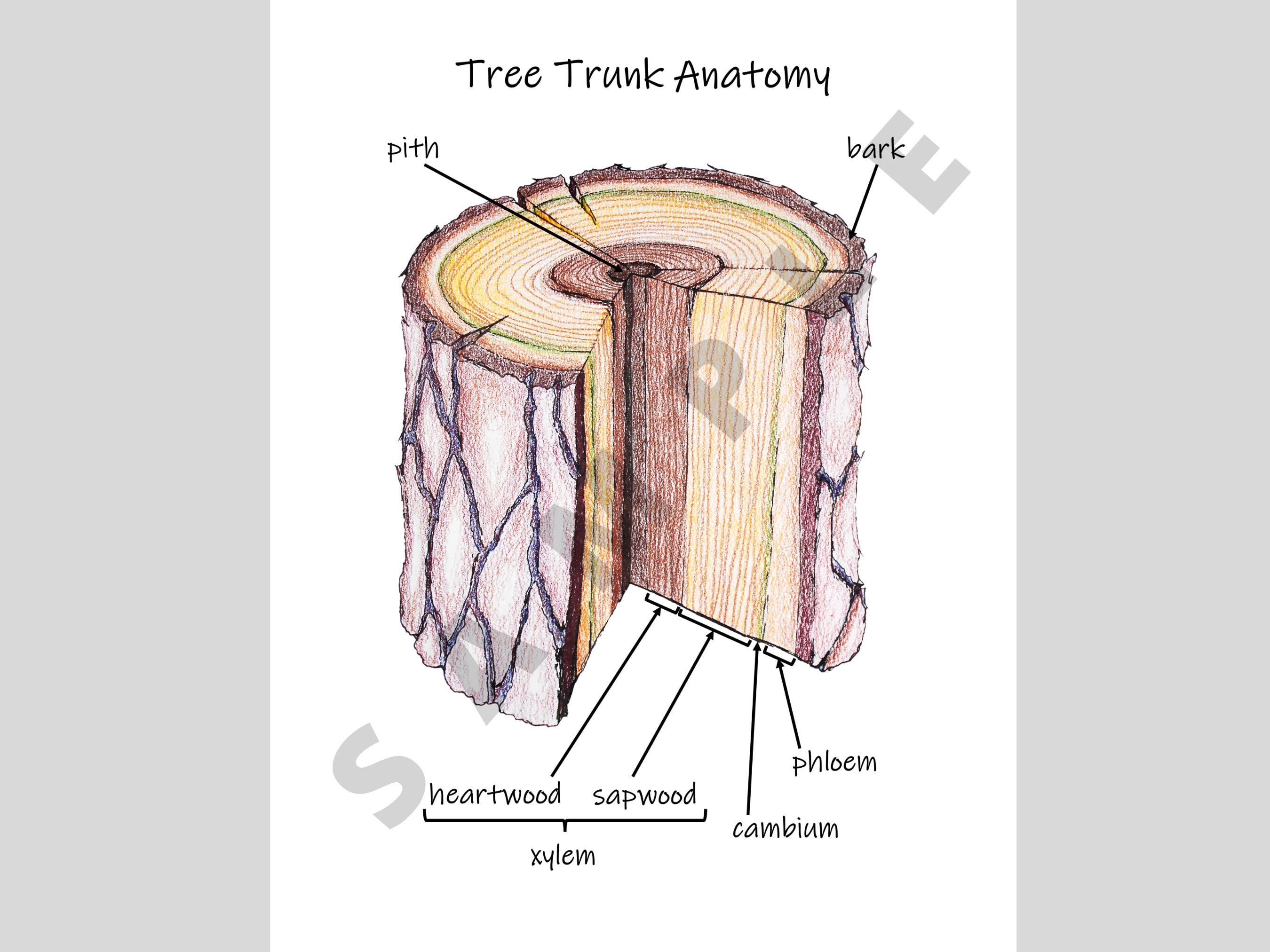 Tree Trunk Anatomy Diagram: Homeschool Classroom Poster (PDF Download) -  Etsy, image size:2700x2025