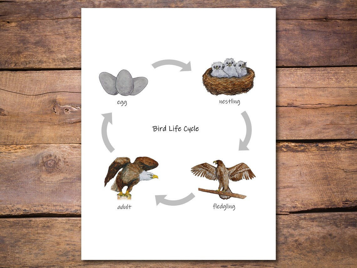 Bird Life Cycle Diagram: Printable Classroom Poster Etsy Bird Life Cycle Diagram: Printable Classroom Poster Etsy