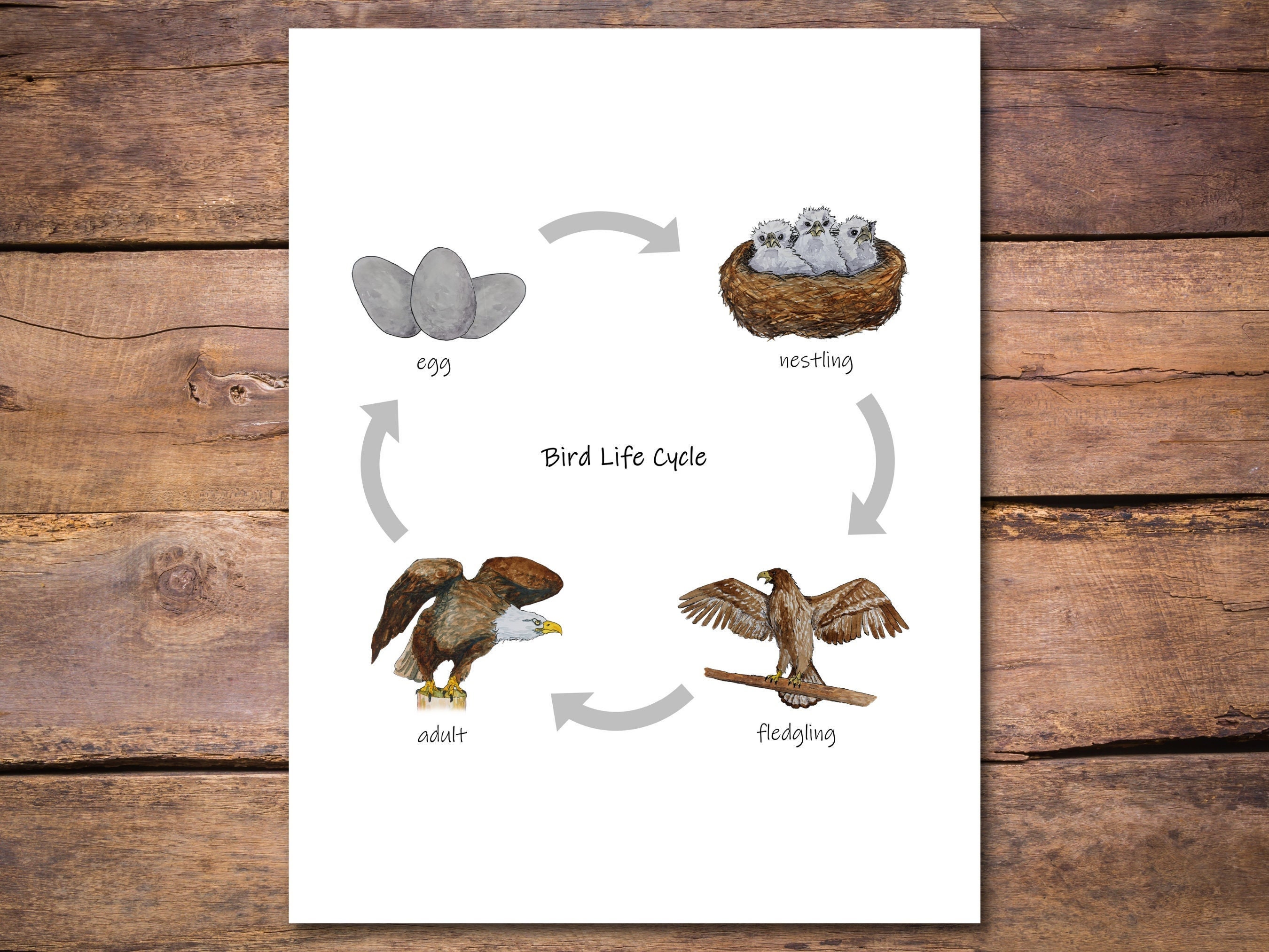 Bird Life Cycle Diagram: Printable Classroom Poster Etsy Canada Bird Life Cycle Diagram: Printable Classroom Poster Etsy Canada