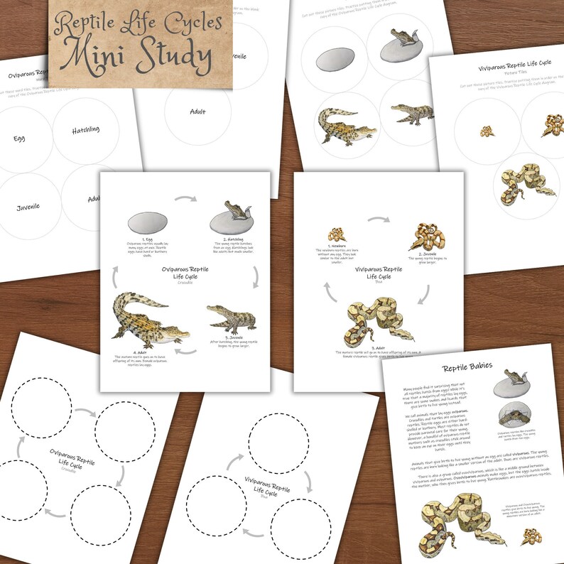 Reptile Life Cycles Oviparous and Viviparous Life Cycle Diagrams