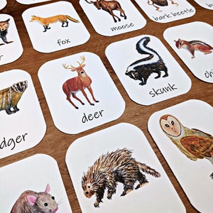 30 cartes-éclair sur la forêt : des cartes en trois parties pour les animaux, les plantes et les champignons ! Imprimable pour l'étude de la nature ou l'école maternelle à la maison