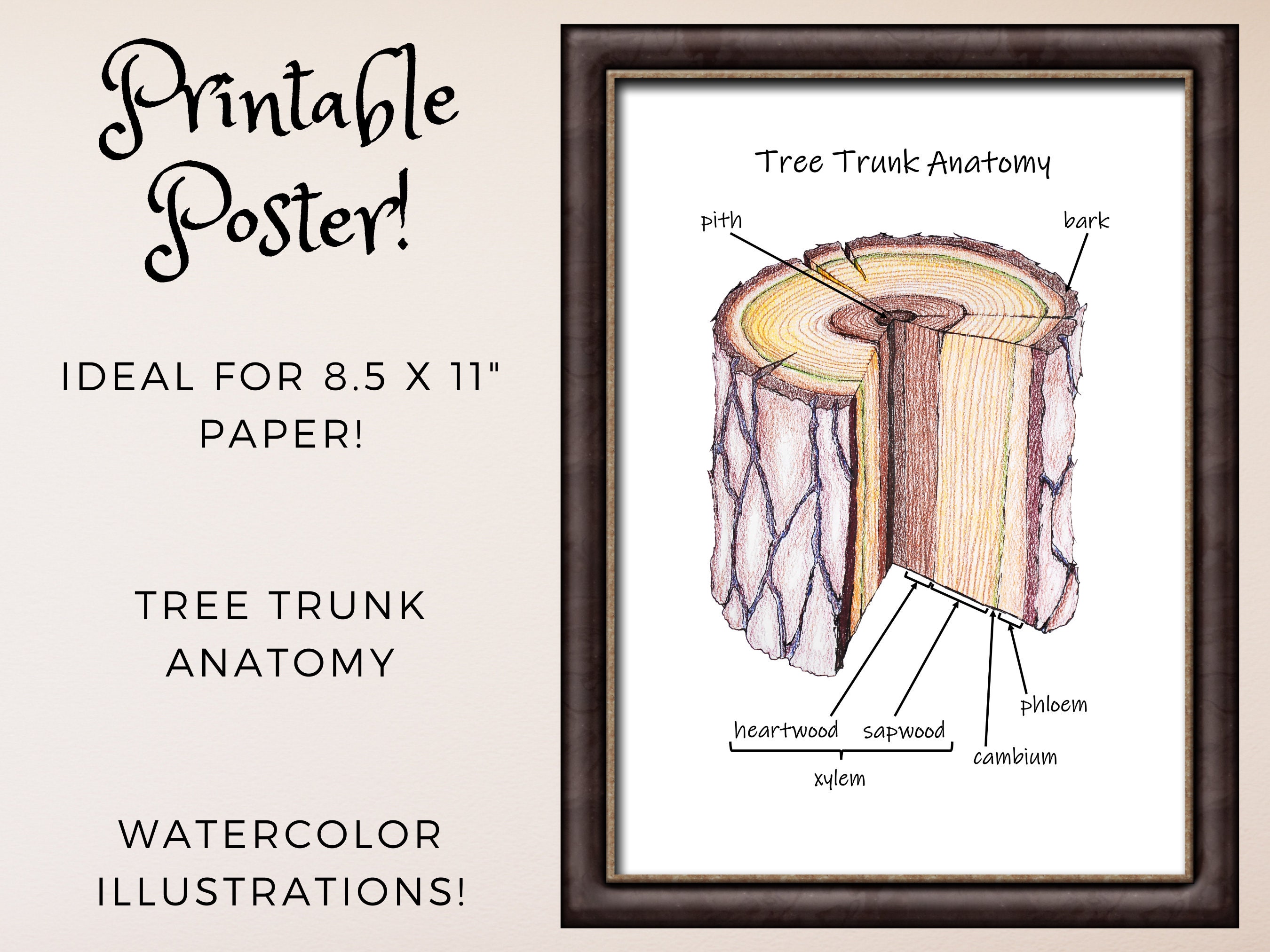 Tree Trunk Anatomy: Classroom Poster Homeschool Decor Nature - Etsy