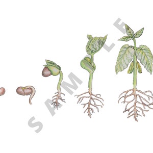 Bean Plant Development Poster: Printable Botany Wall Art, Homeschool ...