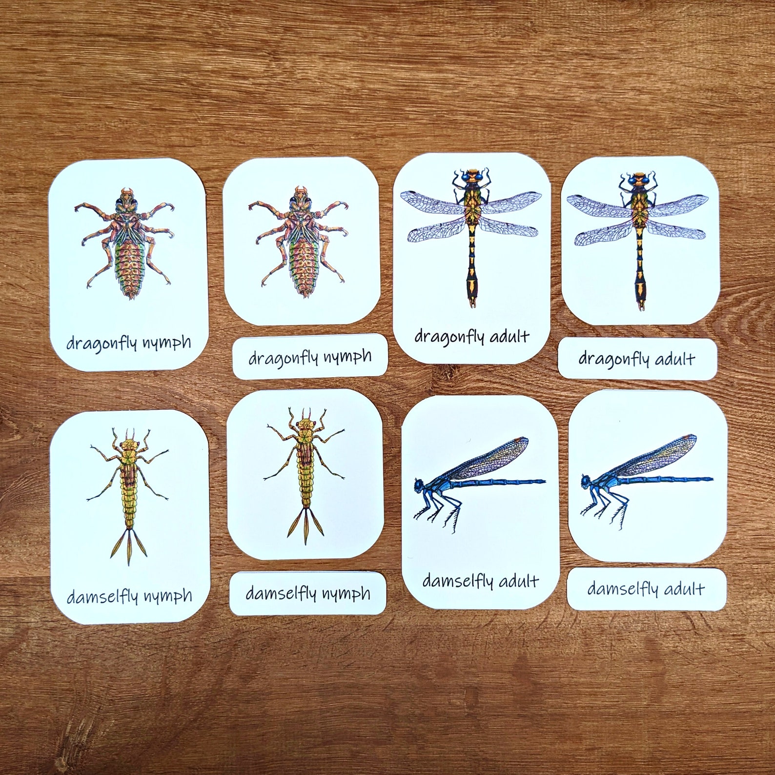 Aquatic Macroinvertebrates Three-part Cards: 23 Illustrated Flashcards ...