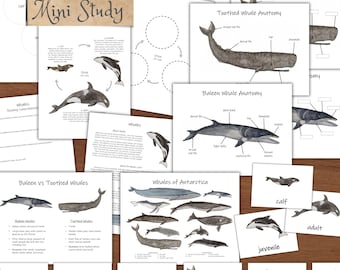 May include: A printable whale study guide with illustrations of different whale species, including orcas, humpback whales, and blue whales. The guide includes information about whale anatomy, baleen vs. toothed whales, and whales of Antarctica.