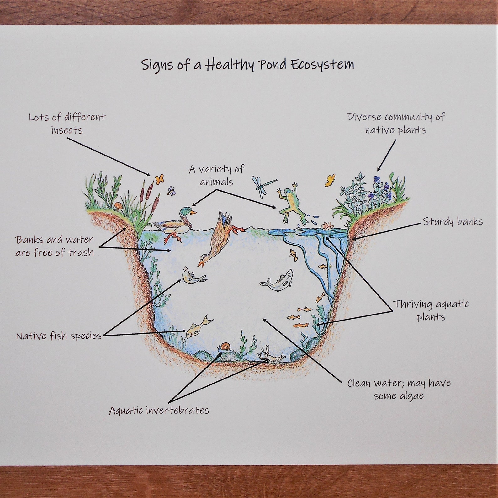 Pond Ecosystem Pack science activities and worksheets Etsy
