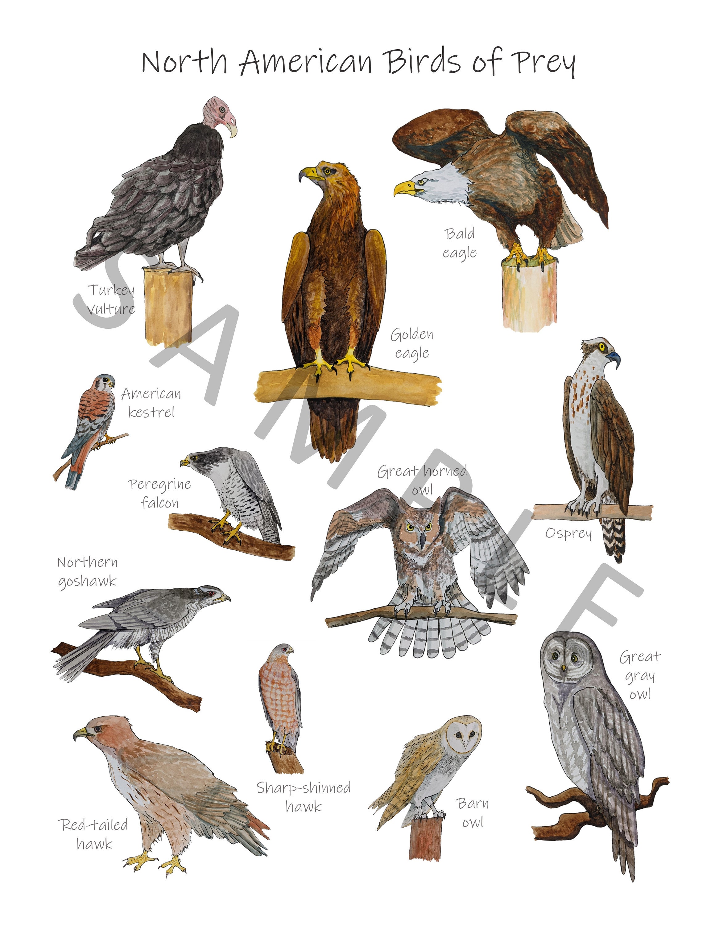 Birds of Prey Classroom Poster: Printable Watercolor Art Print | Etsy UK