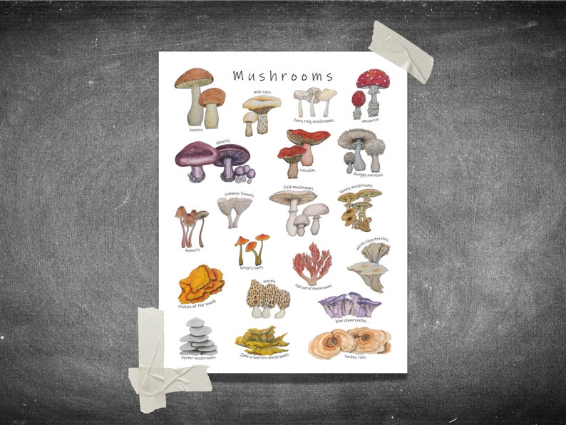 Pilze Poster: 20 erstaunliche Pilze & Pilze, Mykologie Klassenzimmer Dekor, Wissenschaft Diagramm, Waldökologie Kunstwerk Bild 5