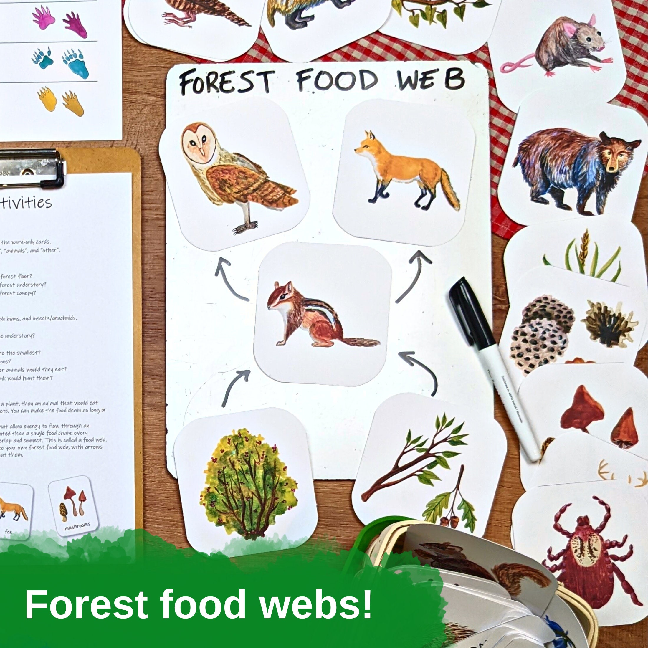 Forest Ecology Unit: Homeschool Nature Study & STEM Learning (PDF) - Etsy