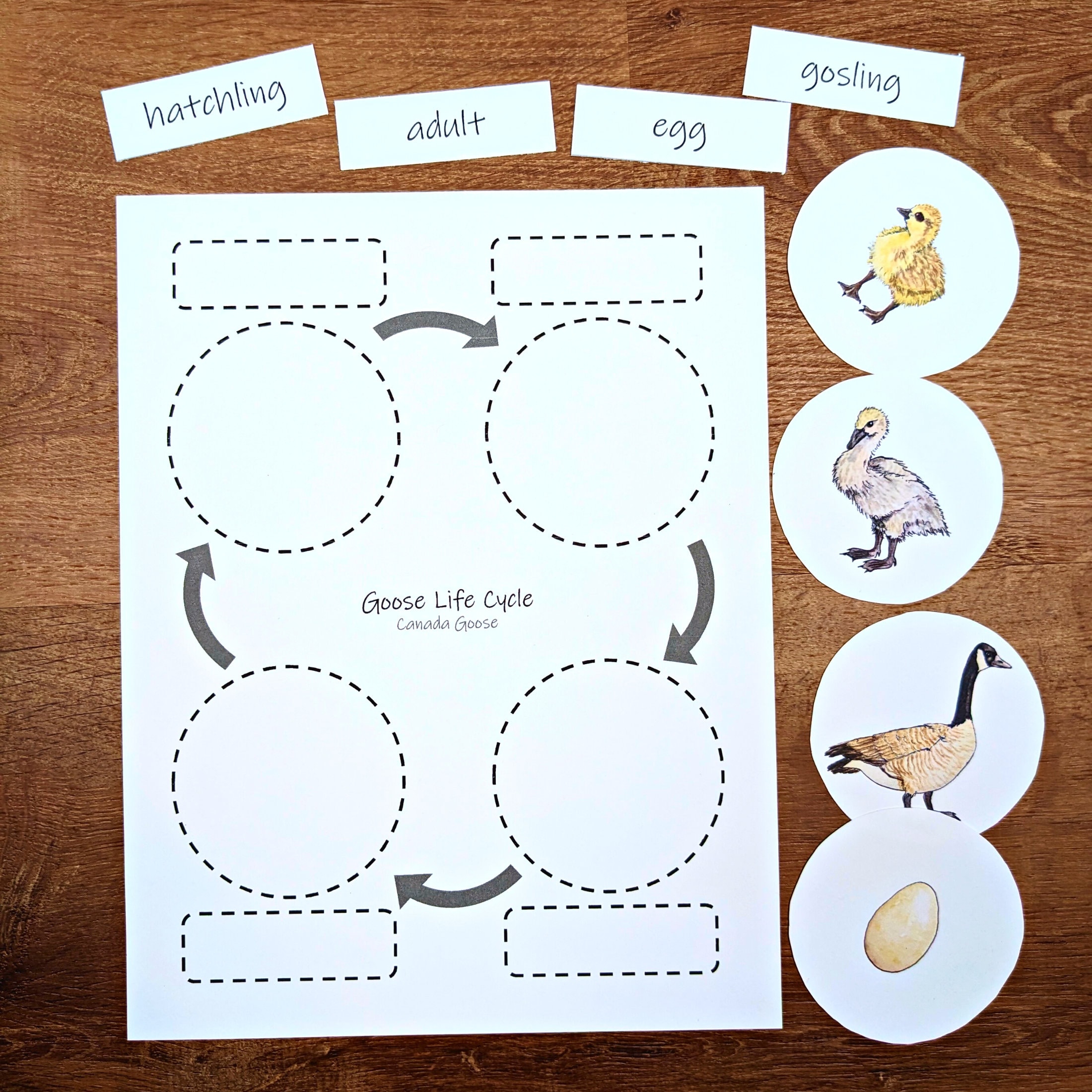 Canada Goose Mini Study: Goose Life Cycle Diagrams and - Etsy