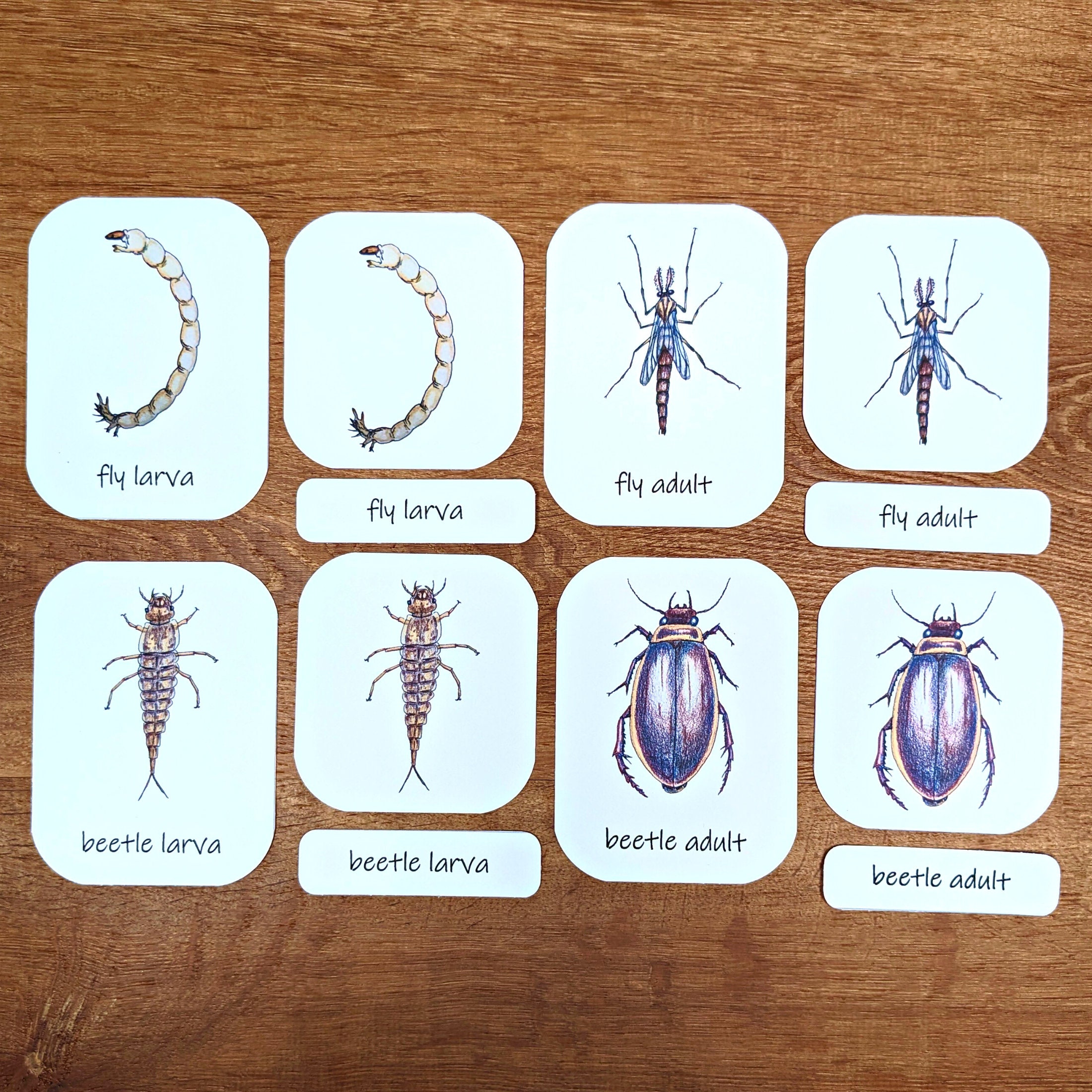 Aquatic Macroinvertebrates Three-part Cards: 23 Illustrated Flashcards ...
