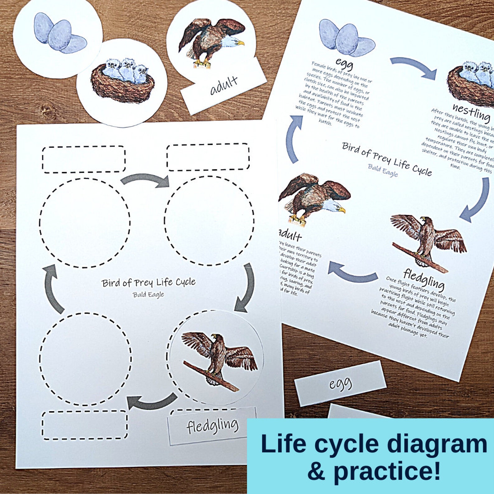 Birds of Prey: Printable Homeschool Unit Study Raptor - Etsy