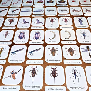 Driedelige kaarten aquatische macro-invertebraten: 23 geïllustreerde flashcards! Ecologiestudiemateriaal, printables voor thuisonderwijs, wetenschap voor kinderen