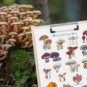 Pilze Poster: 20 erstaunliche Pilze & Pilze, Mykologie Klassenzimmer Dekor, Wissenschaft Diagramm, Waldökologie Kunstwerk Bild 6