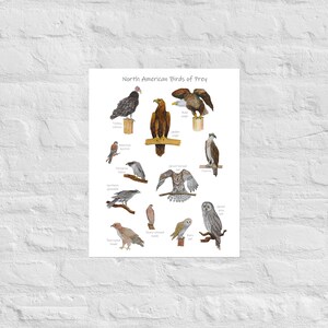 Birds of Prey Classroom Poster: Printable Watercolor Art Print | Etsy UK