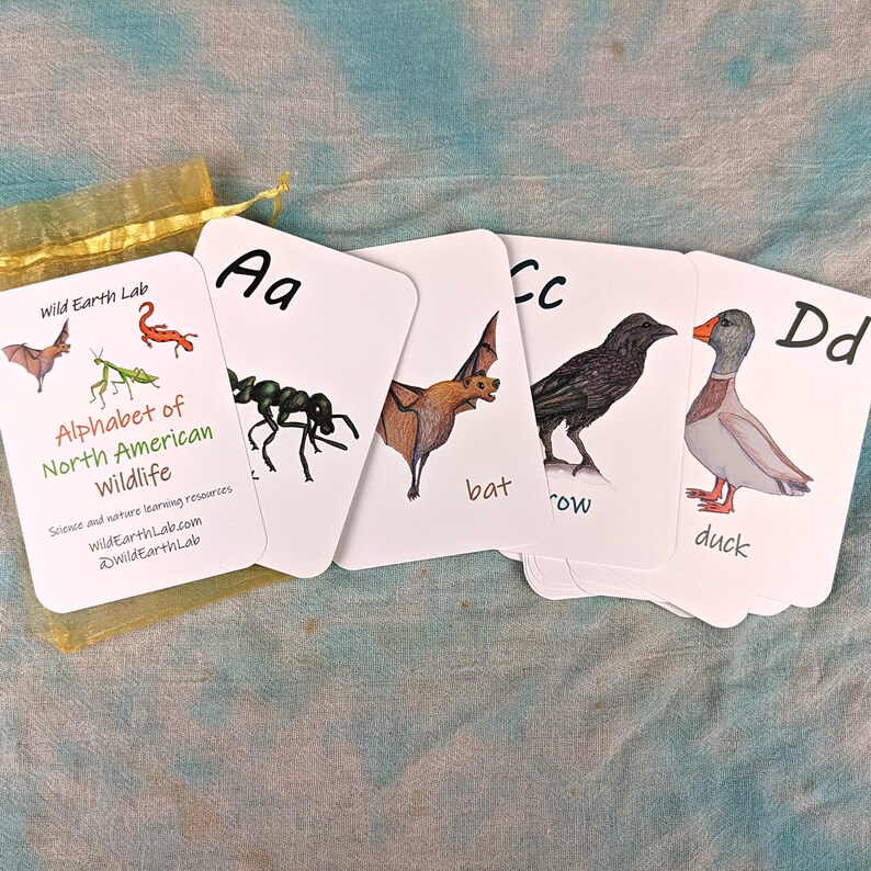 Large Alphabet Flashcards Laminated ABC Flashcards for Etsy