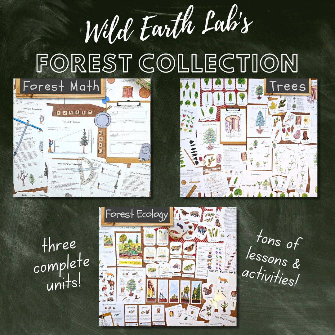 Ecological With Math Forest Unit Study Bundle: Ecology, Math, & Biology (PDF Download) - Etsy