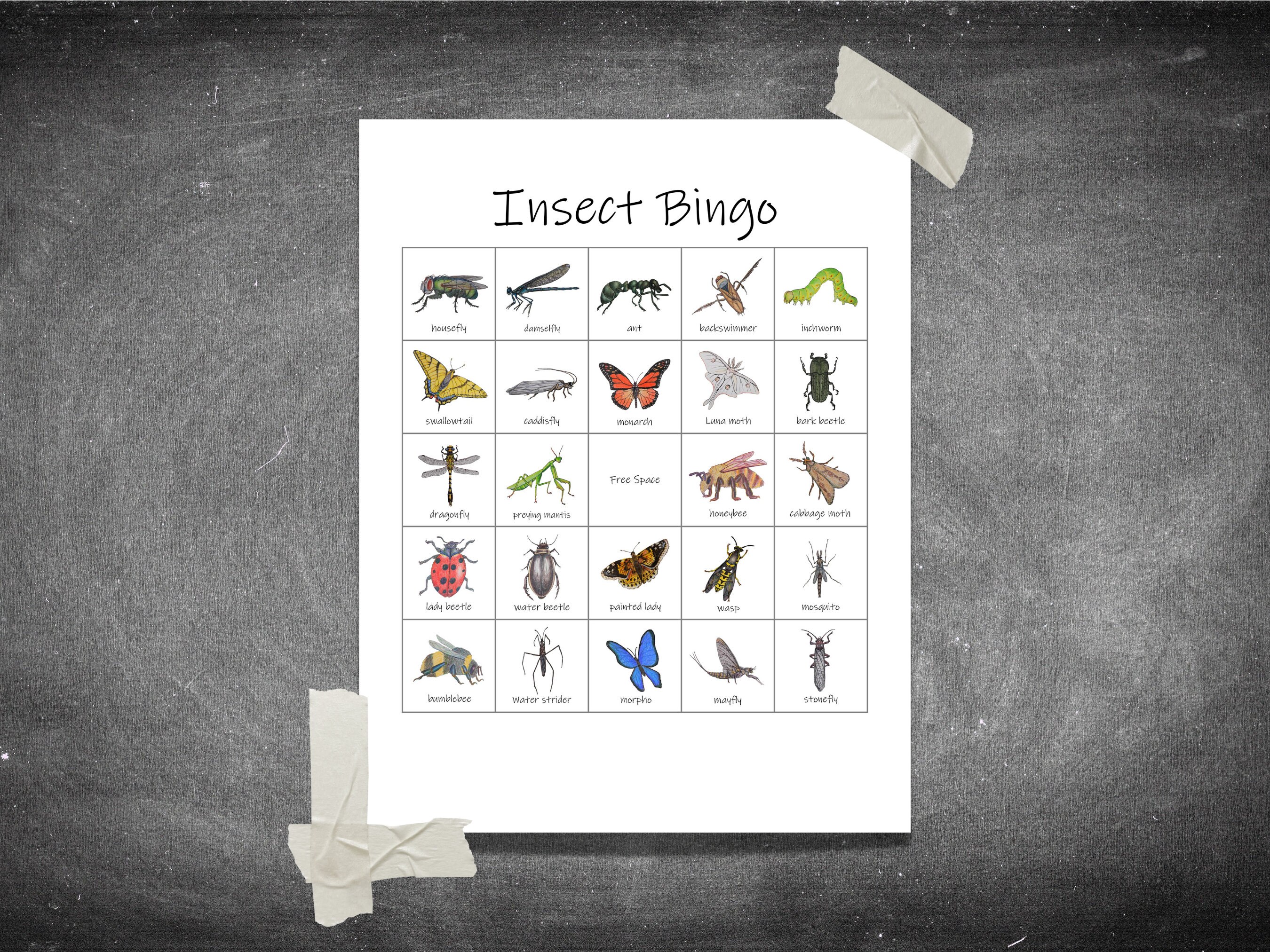 Insect Bingo Set: 20 Unique Bingo Cards With Calling Cards Class Party ...