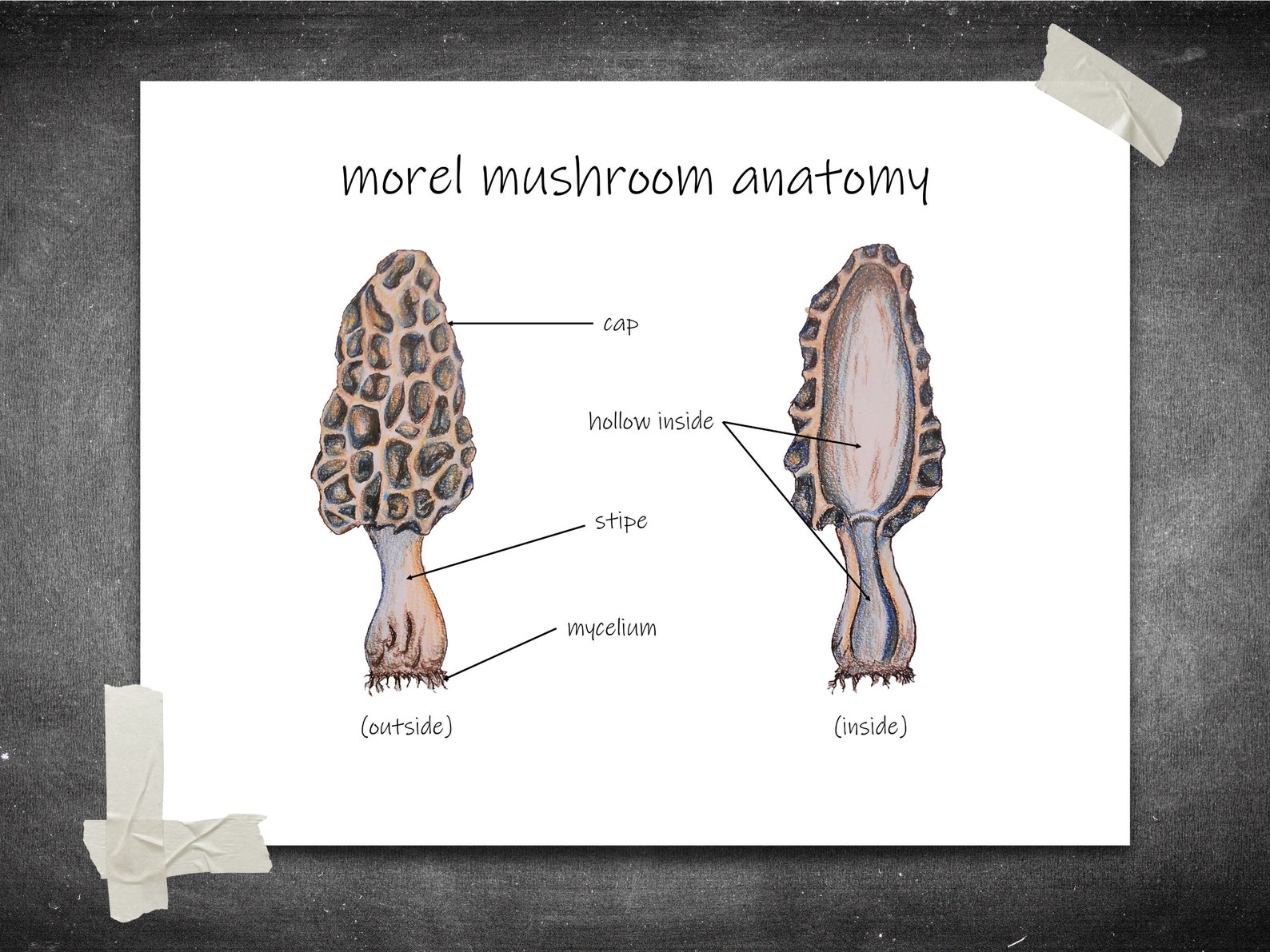 Morel Mushroom Anatomy Diagram Printable Mycology Wall Art Etsy New