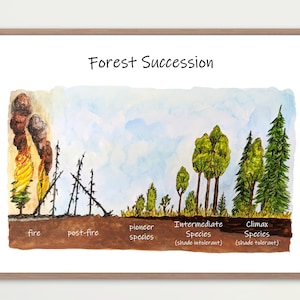 Forest Succession Poster: watercolor print of forest recovery after a wildfire
