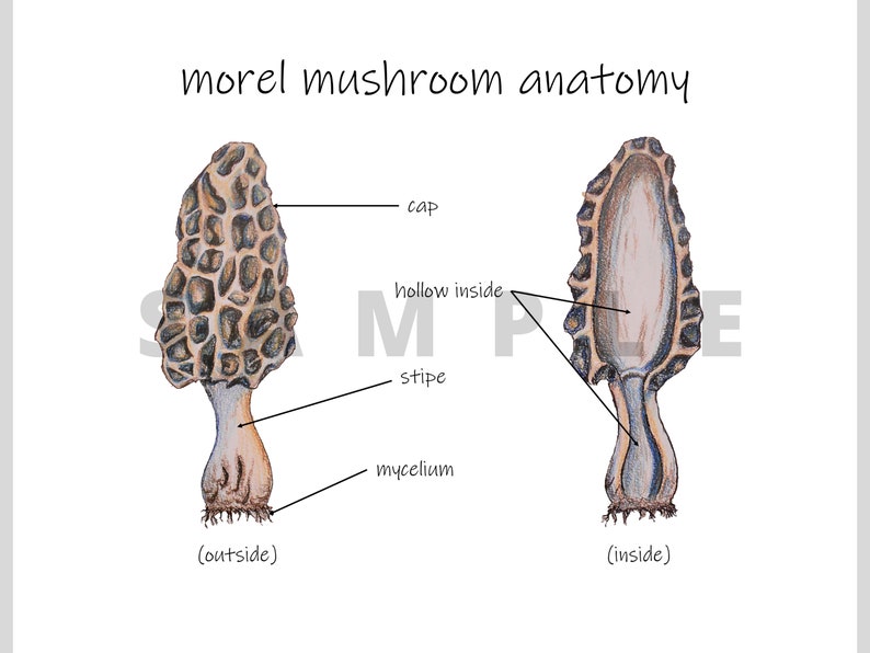 Morel Mushroom Anatomy Diagram Printable Mycology Wall Art Etsy