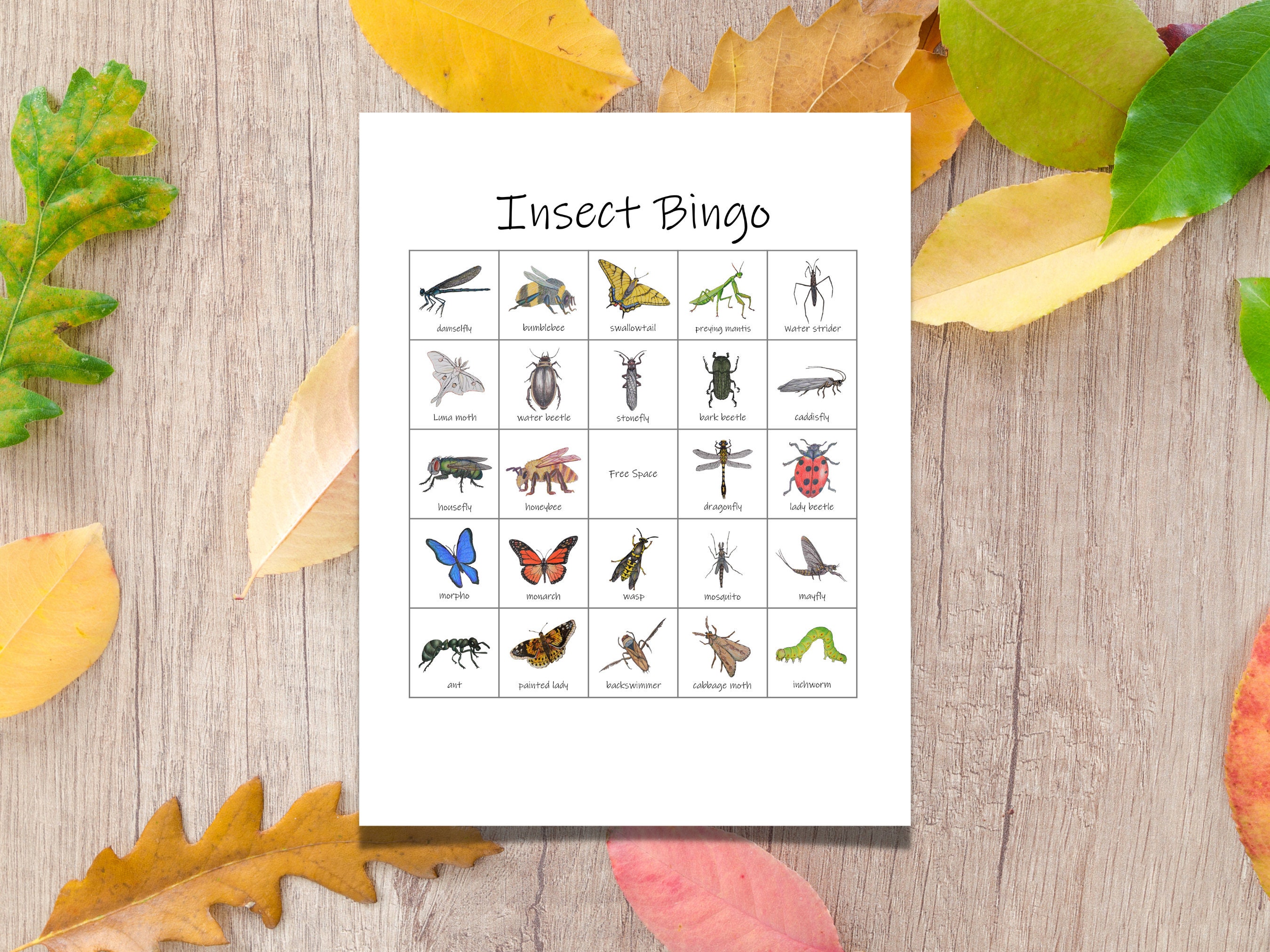 Insect Bingo Set: 20 Unique Bingo Cards With Calling Cards Class Party ...