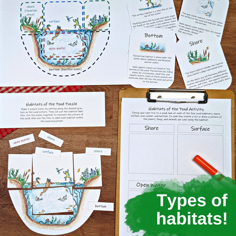 Pond Ecology Unit: HUGE collection of printable ecosystem learning materials, pond animals, pond food webs, assessing ecosystem health image 6