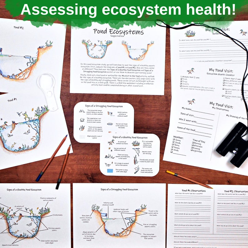 Pond Ecology Unit: HUGE collection of printable ecosystem learning materials, pond animals, pond food webs, assessing ecosystem health image 7