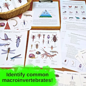 Aquatic Ecology: Macroinvertebrates Unit lesson plan, classroom materials, homeschool unit study, science activities, nature study image 3