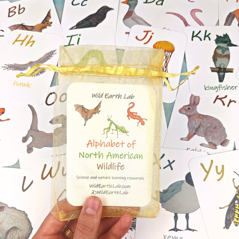 Large Alphabet Flashcards Laminated ABC Flashcards for Etsy