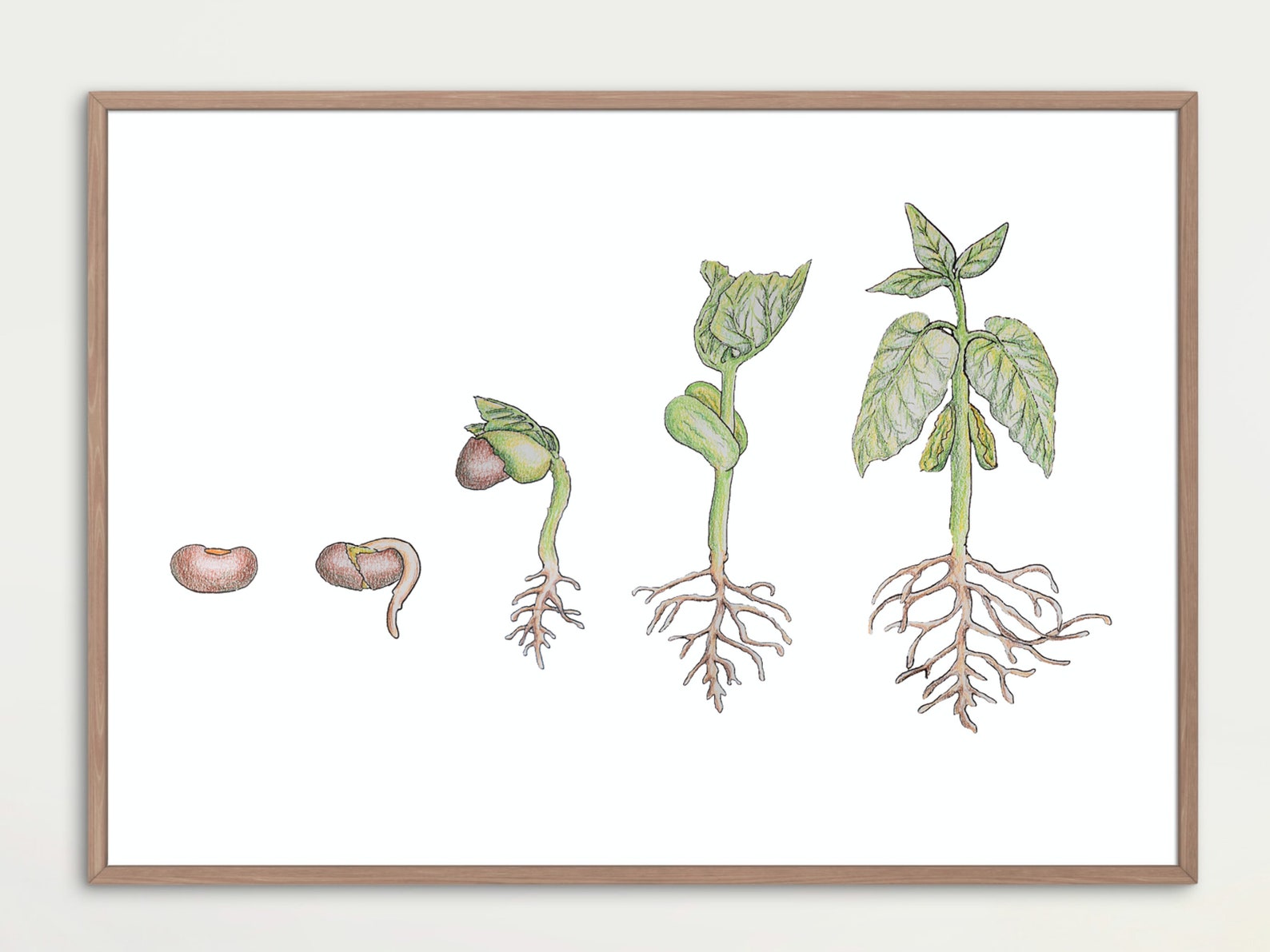Bean Plant Development Poster: Printable Botany Wall Art, Homeschool ...